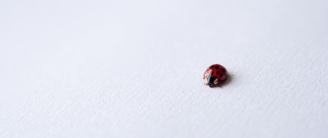 Microinteractions: The Importance of Micro-Moment Design
