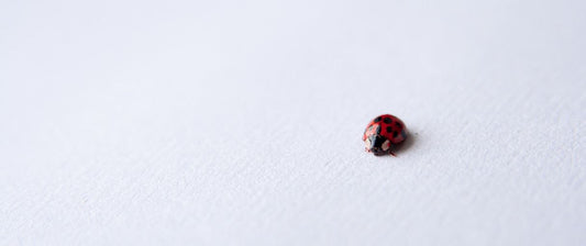Microinteractions: The Importance of Micro-Moment Design